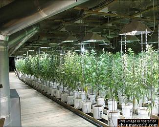 Click image for larger version

Name:	potbust13.jpg
Views:	26
Size:	85.7 KB
ID:	177830