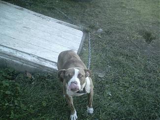 Click image for larger version

Name:	Picture 007.jpg
Views:	47
Size:	54.2 KB
ID:	180785