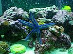 Click image for larger version

Name:	starfish.jpg
Views:	66
Size:	118.9 KB
ID:	189689