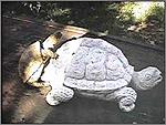 Click image for larger version

Name:	turtle.jpg
Views:	135
Size:	13.0 KB
ID:	1977