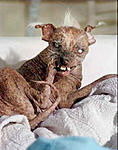 Click image for larger version

Name:	ugly-dog.jpg
Views:	29
Size:	13.6 KB
ID:	204661