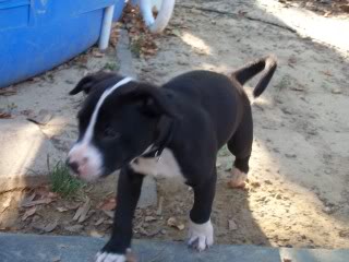 Name:  009-6.jpg
Views: 9
Size:  20.6 KB