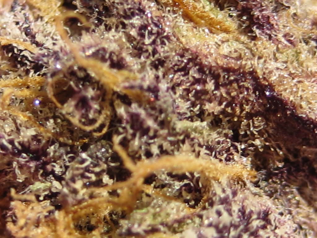 Name:  GrandDaddyPurplexHinduKushMacro.jpg
Views: 24
Size:  149.7 KB