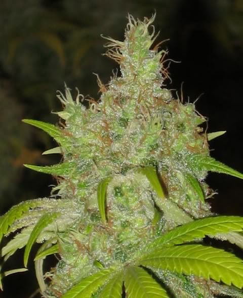 Name:  dro.jpg
Views: 7
Size:  57.1 KB