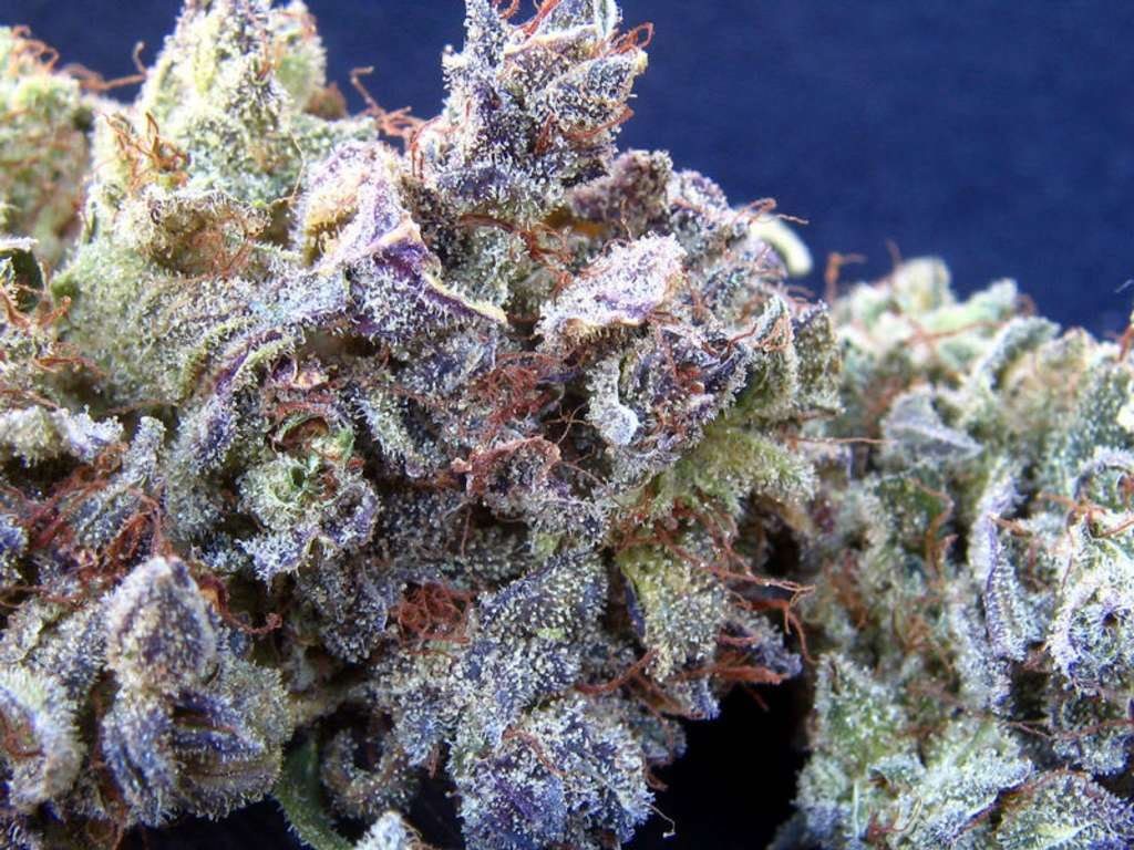 Name:  blueberry-kush.jpg
Views: 45
Size:  157.1 KB