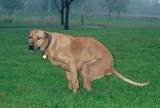 Name:  dogpoop.jpg
Views: 36
Size:  3.0 KB