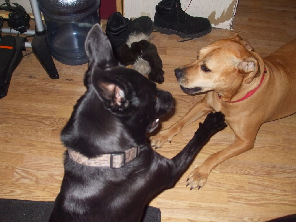 Name:  anotherpimpslap.jpg
Views: 8
Size:  105.8 KB