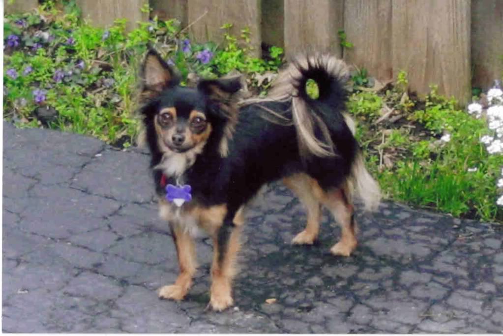 Name:  maggie.jpg
Views: 12
Size:  92.5 KB