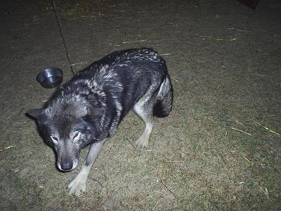 Name:  izzyagain.jpg
Views: 7
Size:  29.5 KB