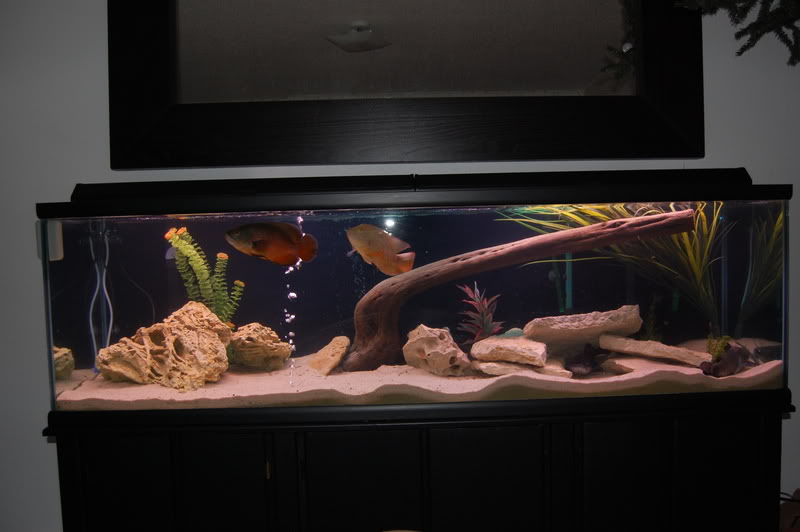 Name:  125gallon003.jpg
Views: 11
Size:  47.0 KB