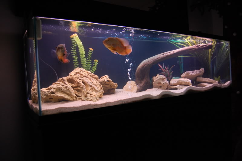 Name:  125gallon001.jpg
Views: 11
Size:  50.1 KB