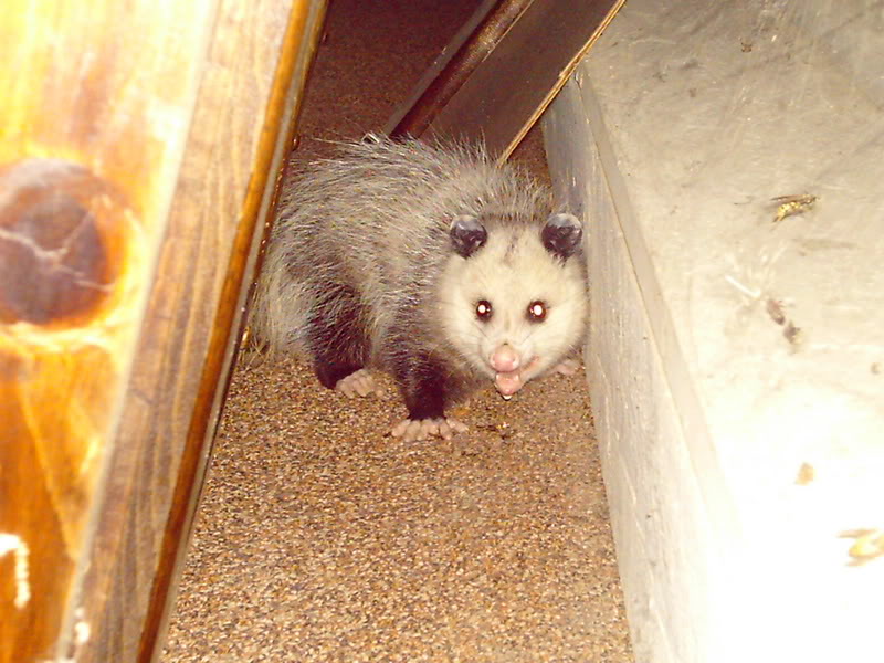 Name:  DCFC0118-1.jpg
Views: 11
Size:  99.8 KB