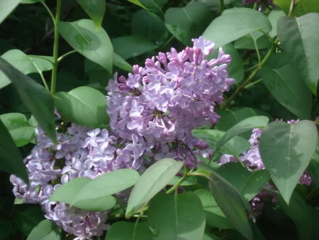 Name:  DSC07247-1.jpg
Views: 12
Size:  35.7 KB