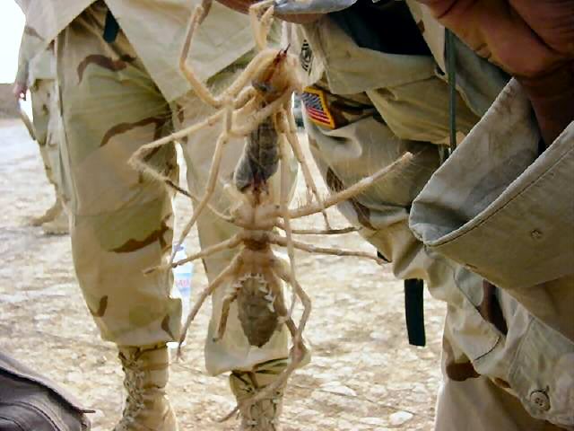 Name:  camel_spider_web.jpg
Views: 8
Size:  46.8 KB