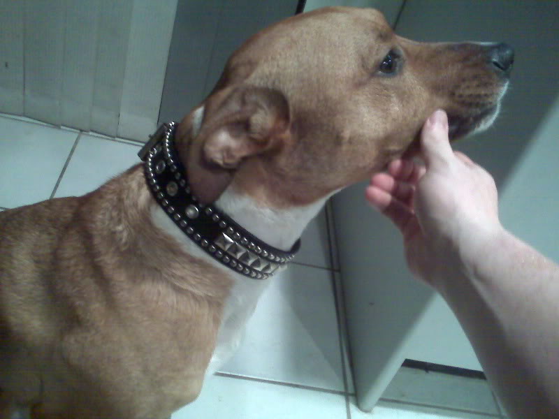 Name:  IMG00017.jpg
Views: 10
Size:  51.1 KB