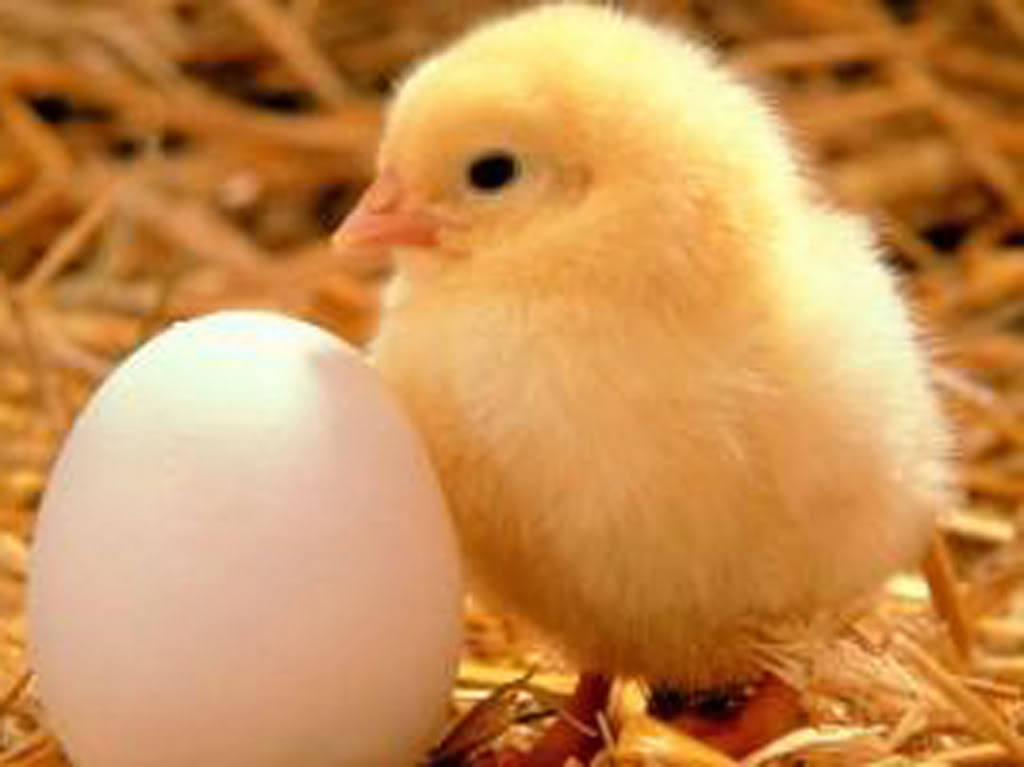 Name:  chick.jpg
Views: 17
Size:  61.1 KB
