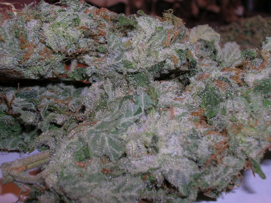 Name:  wwstrain.jpg
Views: 4
Size:  74.3 KB