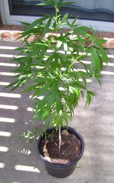 Name:  100_0857.jpg
Views: 4
Size:  50.9 KB