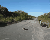 Name:  output-1.gif
Views: 9
Size:  1.80 MB