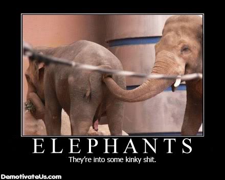 Name:  elephants-theyre-into-some-kinky-sh.jpg
Views: 39
Size:  23.9 KB