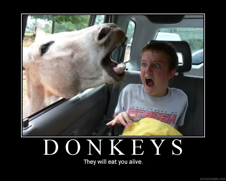 Name:  donkeykl0.jpg
Views: 42
Size:  50.6 KB
