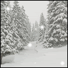 Name:  snowfalligns.gif
Views: 2
Size:  30.5 KB