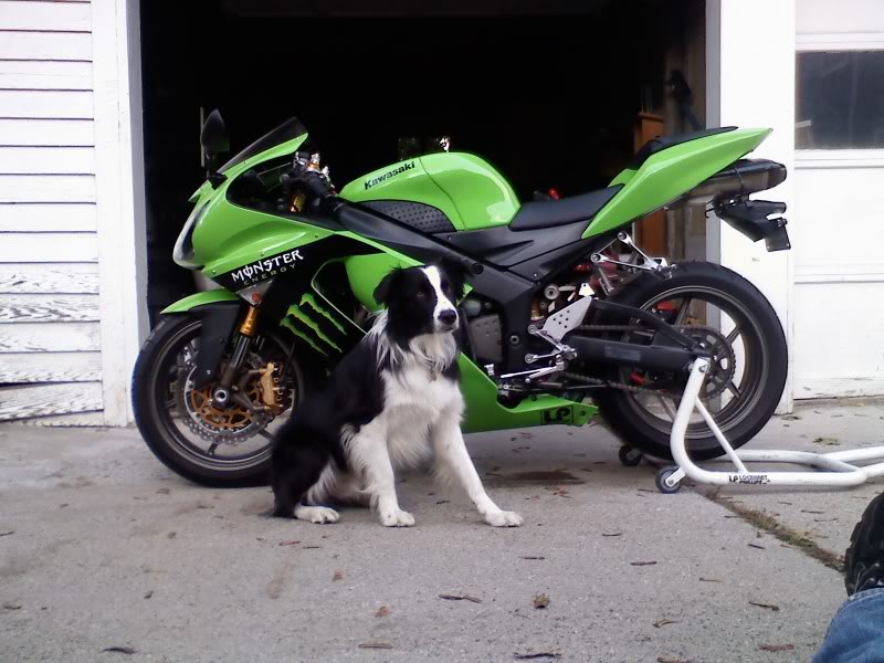 Name:  BIKEDOG.jpg
Views: 134
Size:  83.7 KB