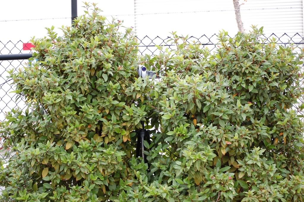 Name:  DSC_0011-1.jpg
Views: 11
Size:  262.2 KB