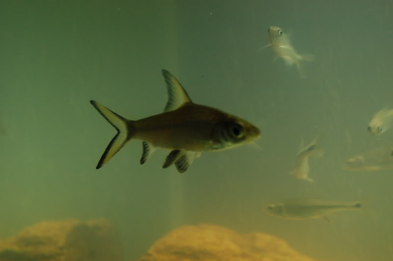 Name:  Fishandrodeo085.jpg
Views: 7
Size:  17.5 KB