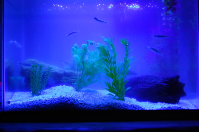 Name:  Fishandrodeo093.jpg
Views: 10
Size:  44.6 KB