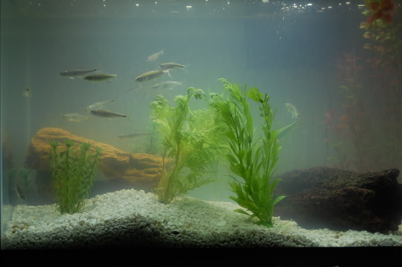 Name:  Fishandrodeo083.jpg
Views: 7
Size:  46.1 KB
