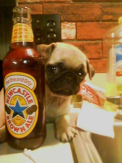 Name:  pugnbeer.jpg
Views: 44
Size:  40.7 KB