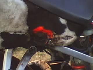 Name:  burntcow.jpg
Views: 12
Size:  11.5 KB