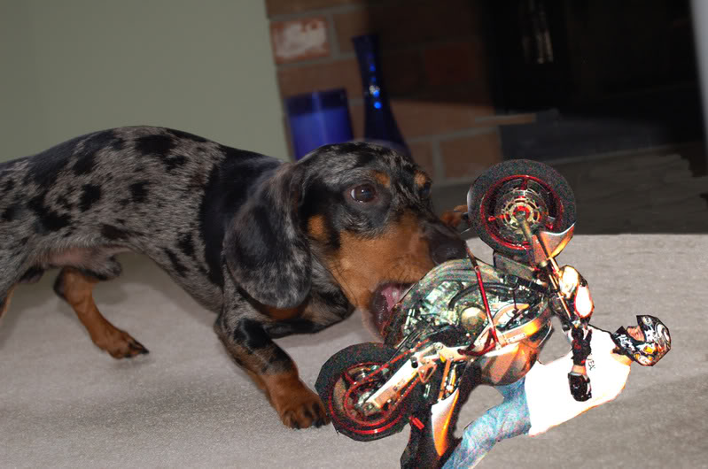 Name:  squideater.jpg
Views: 8
Size:  83.6 KB