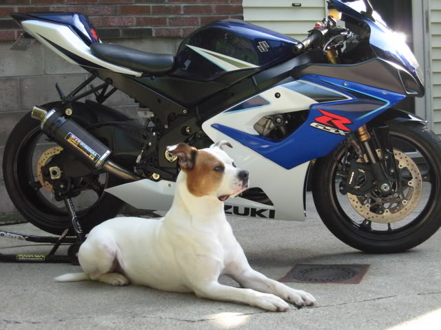 Name:  GSXR014.jpg
Views: 272
Size:  67.4 KB
