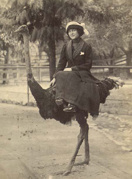 Name:  emu.jpg
Views: 9
Size:  39.7 KB