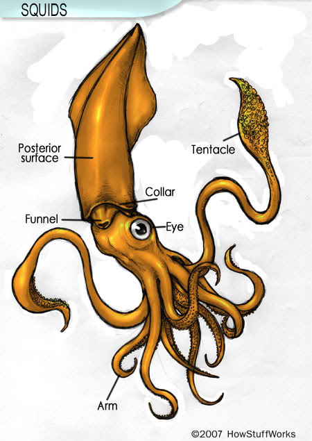 Name:  squid-14b.jpg
Views: 1
Size:  53.8 KB