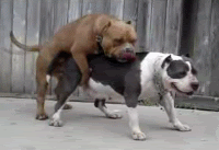 Name:  pukehump-1.gif
Views: 9
Size:  499.5 KB