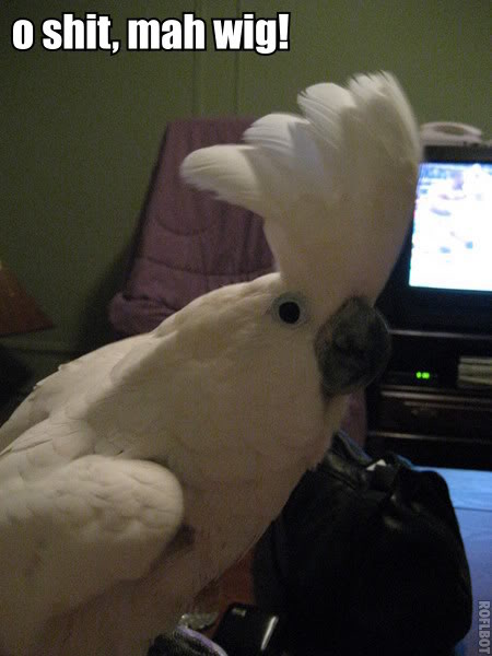 Name:  wig.jpg
Views: 7
Size:  37.2 KB