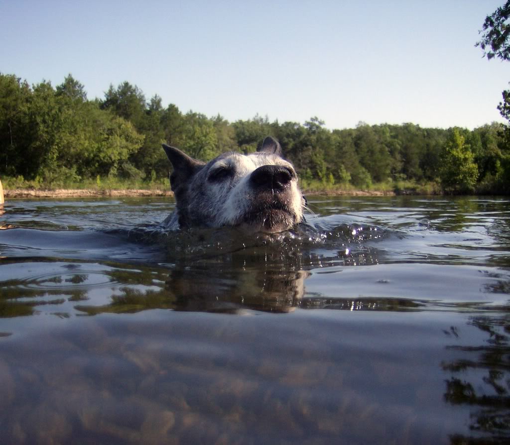 Name:  dangerswim8-7.jpg
Views: 15
Size:  120.2 KB