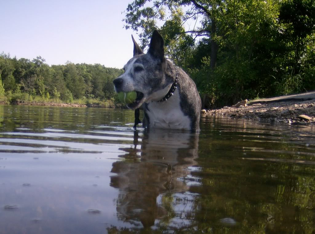 Name:  dangerfetchitup8-7.jpg
Views: 15
Size:  147.7 KB