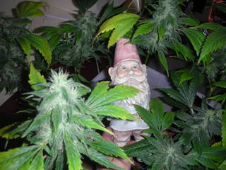 Name:  BUD2.jpg
Views: 15
Size:  21.5 KB