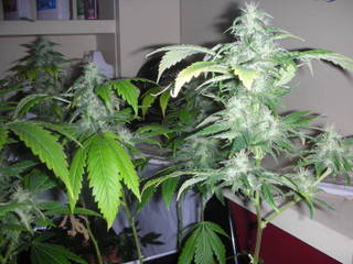 Name:  BUD1.jpg
Views: 18
Size:  20.7 KB