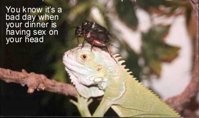 Name:  baddinner.jpg
Views: 13
Size:  12.9 KB