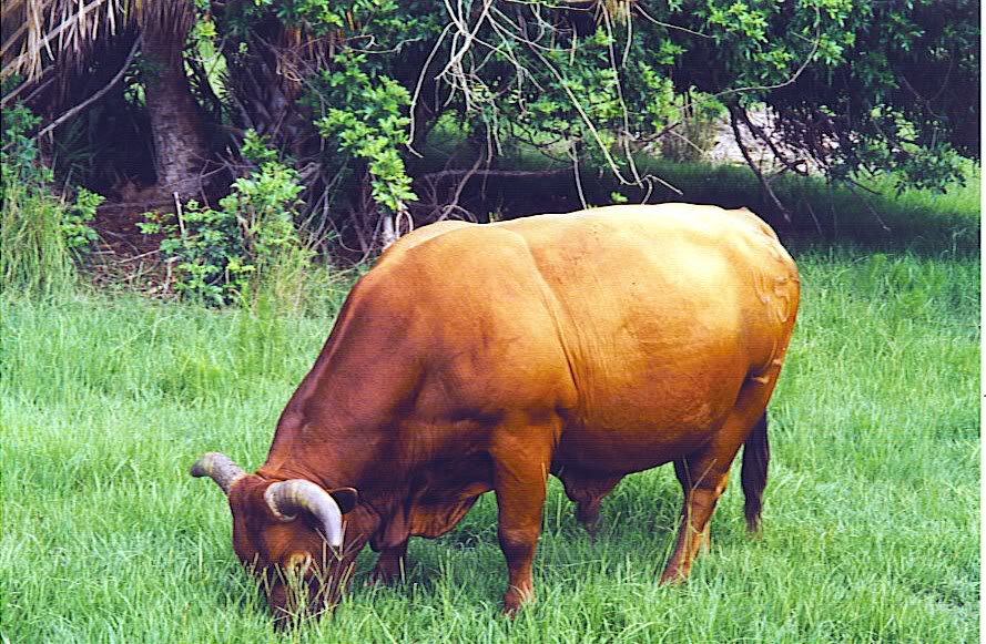 Name:  bull.jpg
Views: 13
Size:  165.3 KB