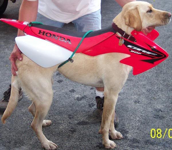 Name:  455715427_l.jpg
Views: 32
Size:  58.3 KB