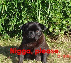 Name:  niggapulease.jpg
Views: 15
Size:  23.5 KB