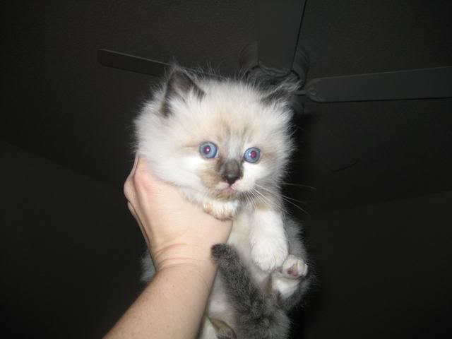 Name:  IMG_0790.jpg
Views: 8
Size:  17.8 KB