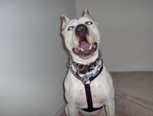 Name:  capone4smaller.jpg
Views: 10
Size:  6.9 KB