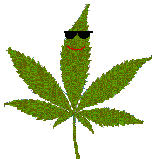 Name:  bongleaf.gif
Views: 7
Size:  57.8 KB